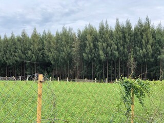 Casuarina trees grown in abundance at the green agricultural field. Green grass field and blue sky.