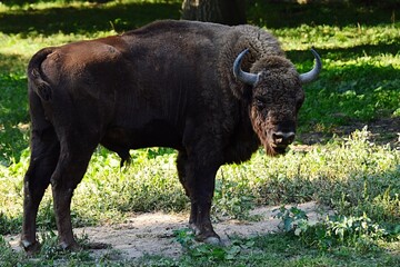 Large European bison, latin name Bison bonasus, also called Wisent or Zubor, standing next to sunlit meadow, looking forward. Location western Slovakia, Wisent reservation. 