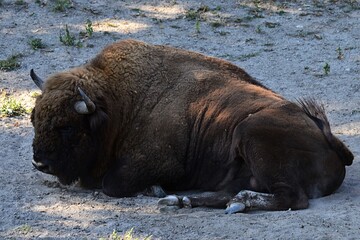 Large European bison, latin name Bison bonasus, also called Wisent or Zubor, lying in dust in...