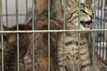 The gray striped kitten is waiting for his new master to be taken from the animal shelter. Cat is resting in a cage.