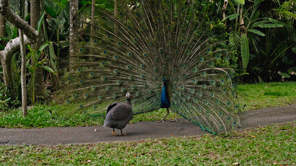 peacock dances a marriage dance unleashing the tail in the usual habitat