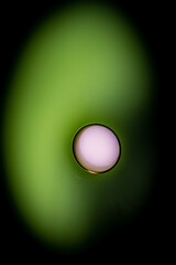 Oil drops in the water and milk create an artistic and imaginatively designed abstract background