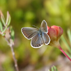 A small butterfly on a warm summer day
