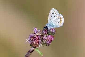 A small butterfly on a warm summer day