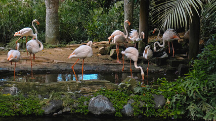 Flock of pink flamingos in the usual habitat in the forest with green plants