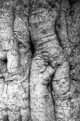 Fototapeta na wymiar evocative image of black and white texture of tree bark
