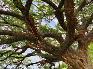 Tree with green leaves in the branches. Big tree with branches spread all over the space