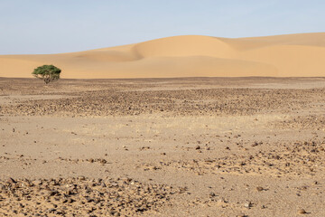 Fototapeta na wymiar Sand dunes in the Sahara Desert of northern Chad 