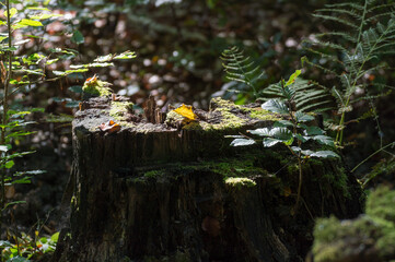 new fern growing on dead tree