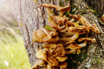 mushrooms grow on a tree in the autumn forest on a sunny morning. autumn harvest