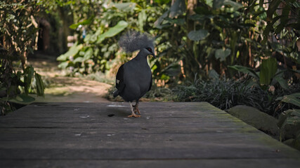 The Goura cristata with blue feathers and crested in the usual habitat in the forest