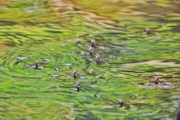 spider water in the pond