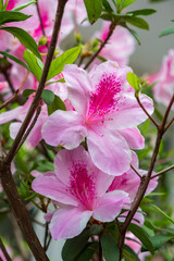 Fototapeta premium Pink flowers on Lamma Island, Hong Kong