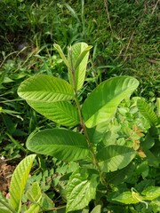 guava leaf photo