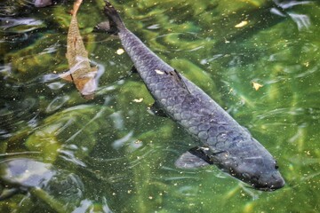 Fototapeta premium fish in a pond