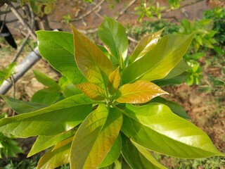 avocado leaf photo