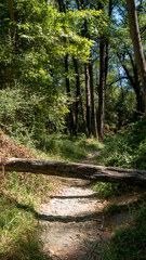 Fallen tree blocking path in the forest