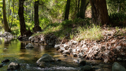 Stream in the forest and river bank