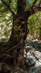 Tree in the river bank of a forest