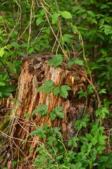 moss in the forest