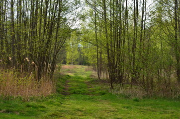 Fototapeta premium path in the forest