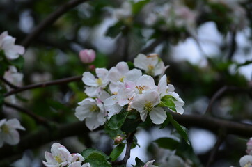 Obraz premium tree flowers