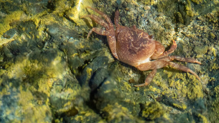 Crab on the rock under the water surface