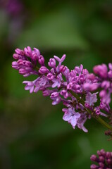 Obraz premium flowers