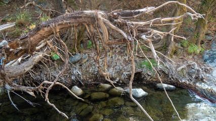 Roots in the forest over mountain stream