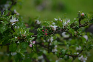 wild strawberry bush