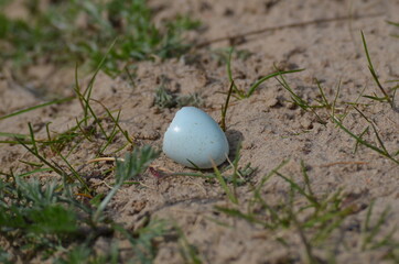 egg in the grass