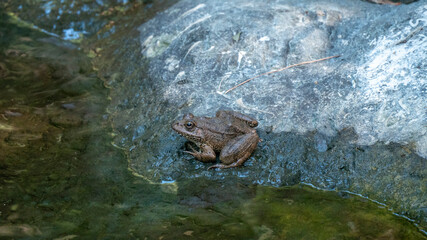 Frog on a rock in a river stream bank