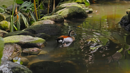 Flocks of large Australian pelicans in the water fishing in their usual habitat