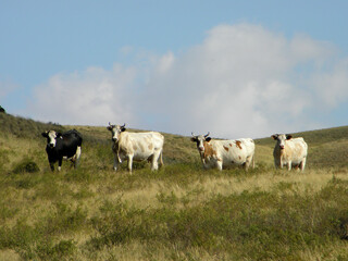 Obraz premium cows on a meadow