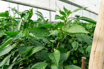 stems of the pepper plant, leafs closeup