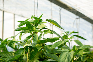 stems of the pepper plant, leafs closeup