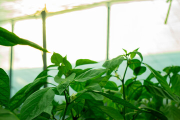 stems of the pepper plant, leafs closeup