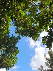 trees and sky. Green leaves on a background of blue sky and clouds