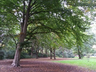 Obraz premium trees in the park