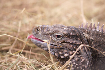 closeup head or face of brown iguana or cyclura nubila and cuba iguana stick out tongue on straw or dry grass and side view for wildlife and reptiles or cold blooded animal