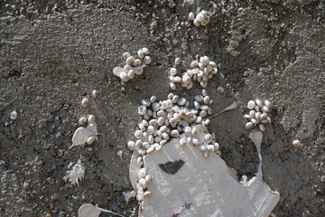 small white snails resting on a stone wall