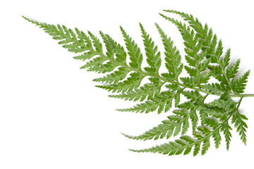 closeup of green fern isolated on white