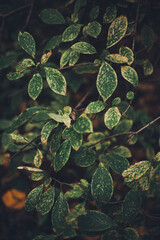 Natural backgrounds, magic forest and trees. Beautiful colored forest landscape