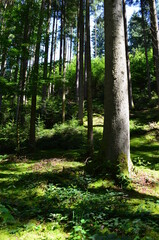 idyllischer Wanderweg