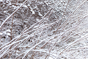 Branches of bushes strewn with the first snow after a snowfall.