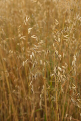 Erntezeit: Reifer Hafer in einem Getreidefeld