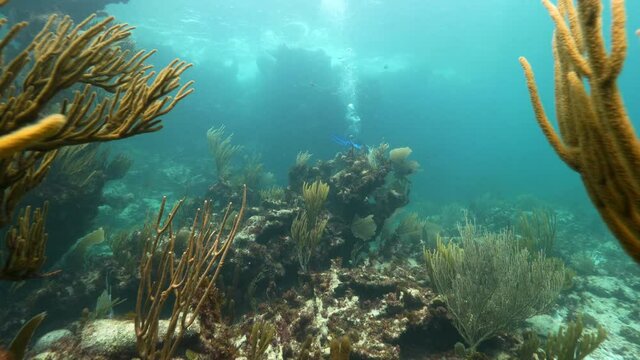 Underwater, pov, a coral reef, Anegada, British Virgin Islands 