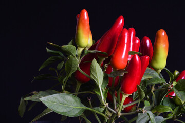 Acapulco Red Ornamental Pepper isolated on black background. The Acapulco Pepper is an aromatic...