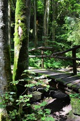 idyllische Holzbrücke