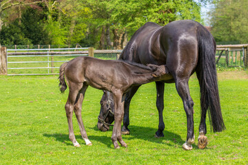 Newborn black foal drinks from mother horse in meadow